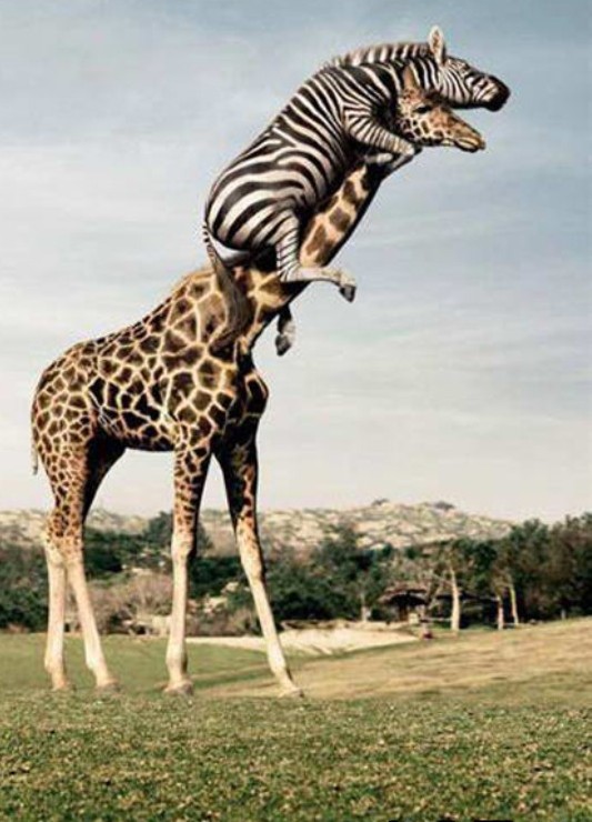 zebra və zürafə