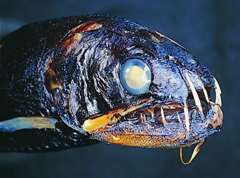 Самые редкие рыбы в мире