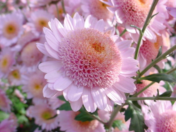 Flowers - So beautiful...