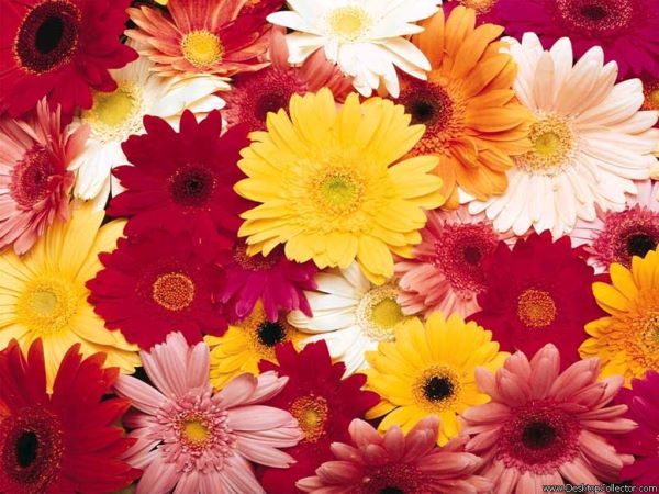 Flowers - So beautiful...