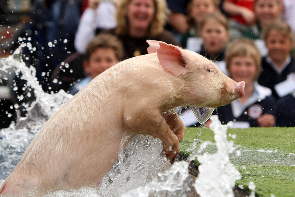 Pigs Fly At The 2008 Royal Melbourne Show