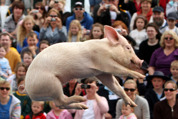 Pigs Fly At The 2008 Royal Melbourne Show