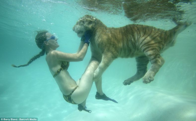 Дрессировщицы в бассейне с тиграми