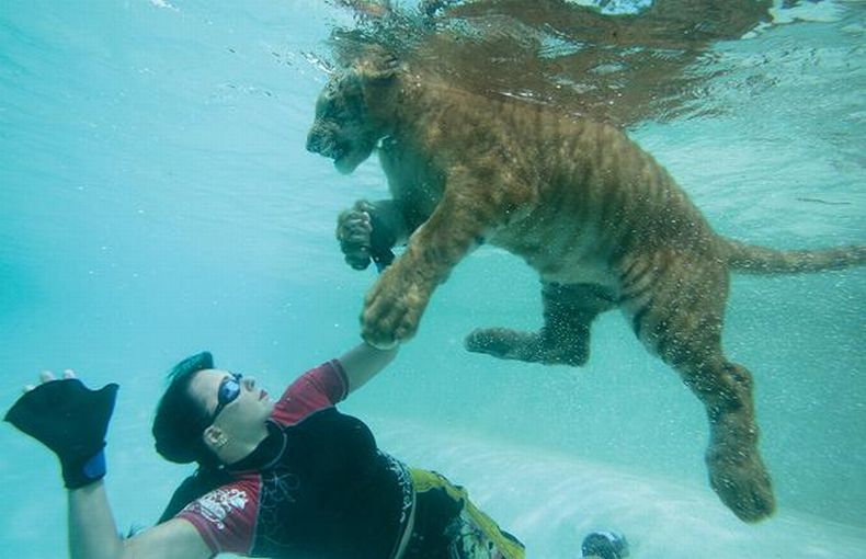 Дрессировщицы в бассейне с тиграми