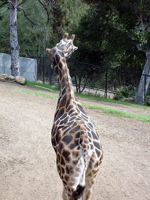 Жираф с неправильной шеей