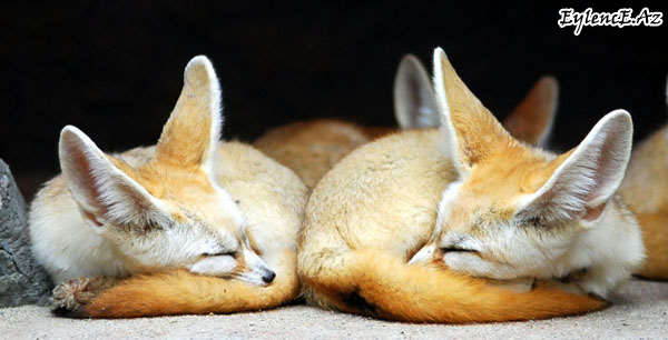 Tülkücük Fenek (Fennec Fox)