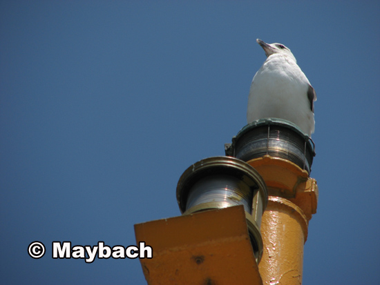 maybach_qagayi_1