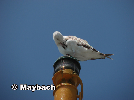 maybach_qagayi_2