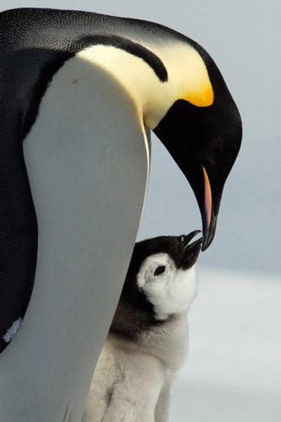 King penguen family
