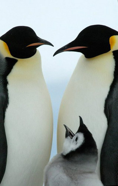 King penguen family